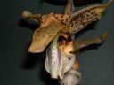 B OF PREY2
