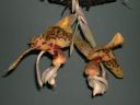 B OF PREY1